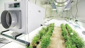 Effective Climate Control Solutions for Indoor Cannabis Gardens