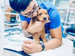 The Importance of Specialized Veterinary Care: Insights from Austin Specialty Veterinary