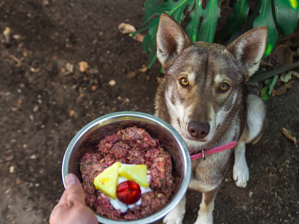 Finding the Best Raw Dog Food Options in Your Local Area