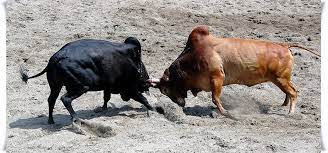 The Impact of Online Betting on Bull Fighting Culture