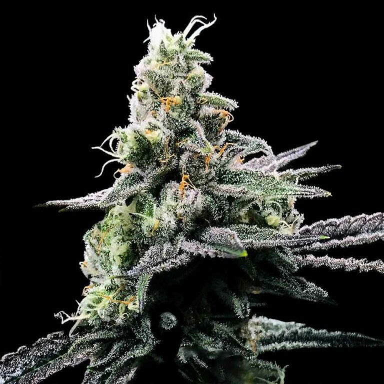 Why Choose Feminized Cannabis Seeds? Benefits and Growing Tips